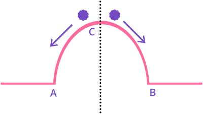 Whole number estimation model
